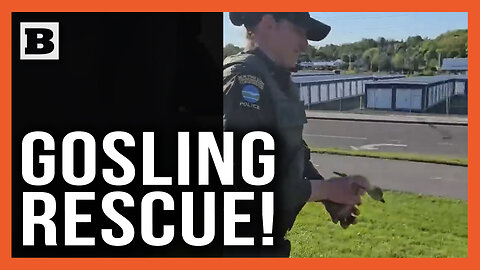 Gosling Rescue! Man Driving without License Pulled Over After Snatching Baby Bird