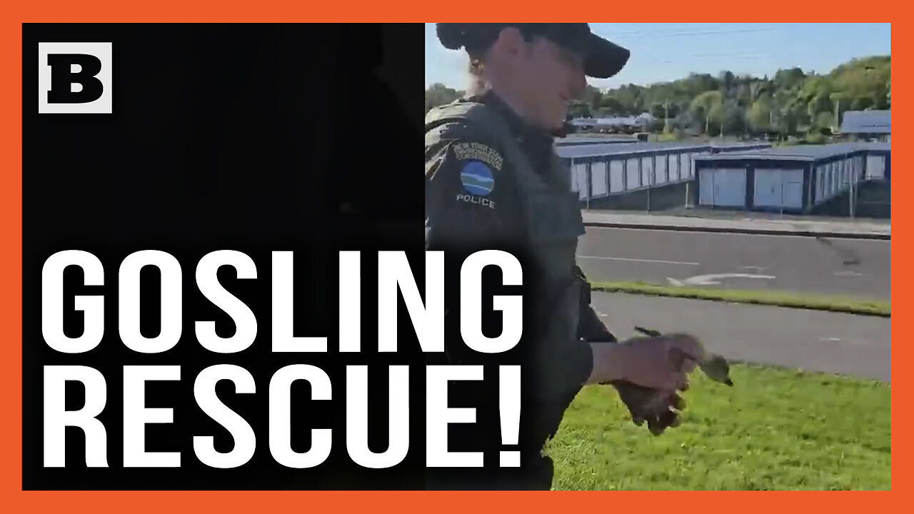 Gosling Rescue! Man Driving without License Pulled Over After Snatching Baby Bird