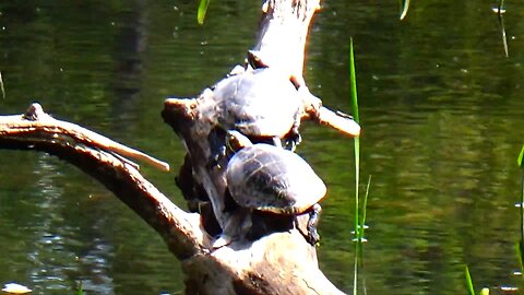 Painted Turtles