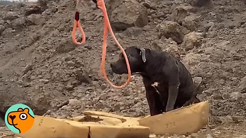 People Tried Rescuing This Dog For Hours. Now She’s Finally Happy | Cuddle Buddies