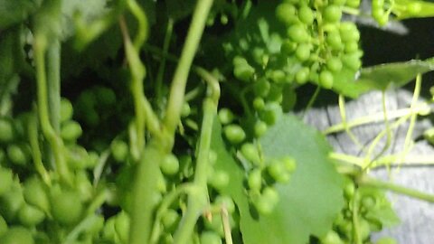 Black Isabella Grapes Night Tour 06-11-2025