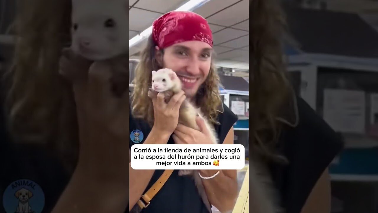 Парень случайно разделил семью хорьков, но потом воссоединил их семью