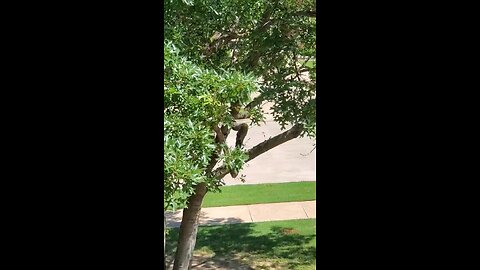OMG, An Angry Squirrel was hissing at the cat in the window. Lol. 🙂😀🙃😎💎🐈🐿