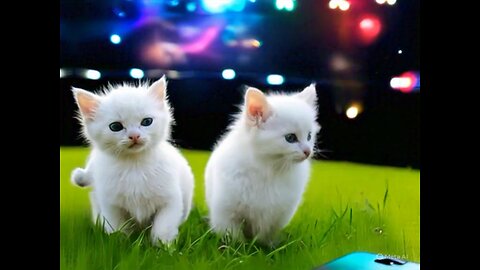 Cute Cat Gif