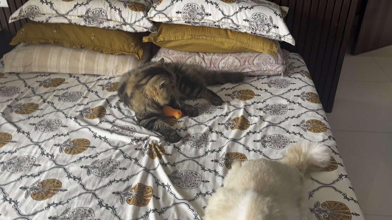 Toby is super exited to get his new toy #cattoy #catoftheday #Toby