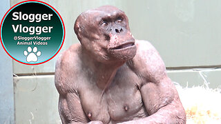 Jambo the Hairless Chimp - Kibali - Flynn's Window Visit