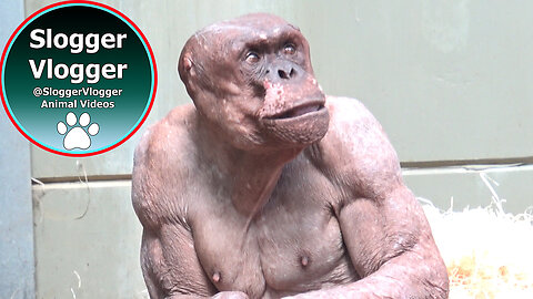 Jambo the Hairless Chimp - Kibali - Flynn's Window Visit