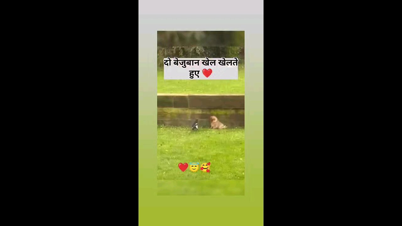 दो बेजुबान