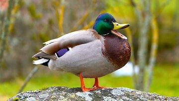 Mallard Duck Drake is Trying to go to Sleep on a Rock
