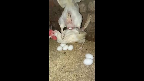 Poultry Farming for Beginners: A Complete Guide