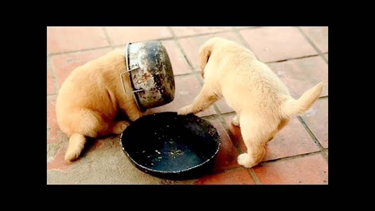 Whoever thinks CATS ARE FUNNIER THAN DOGS is WRONG! - TRY NOT TO LAUGH at FUNNY DOGS