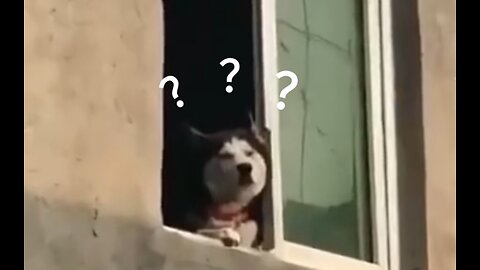 😹0% Common Sense🐶100% Chaos - Animal Edition😄 #3
