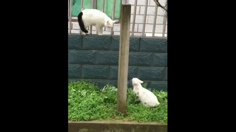 fighting cats
