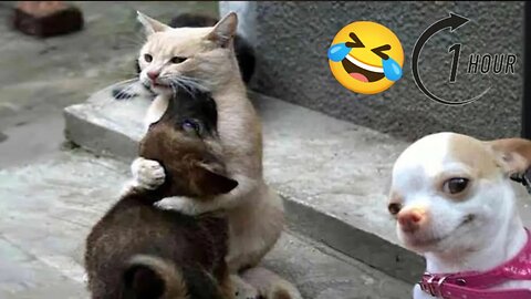 Funny Dogs And Cats Videos 2024 😅- Best Funnies Animal Videos (1 Hour) #9