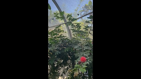 Butterflies 🦋 #butterflies #butterfly #followme #shorts #viral #trending