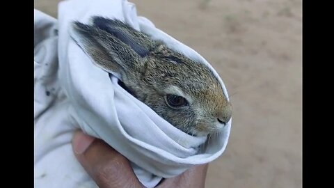 I Found a New Friend 🐰 | Saved This Little Rabbit!