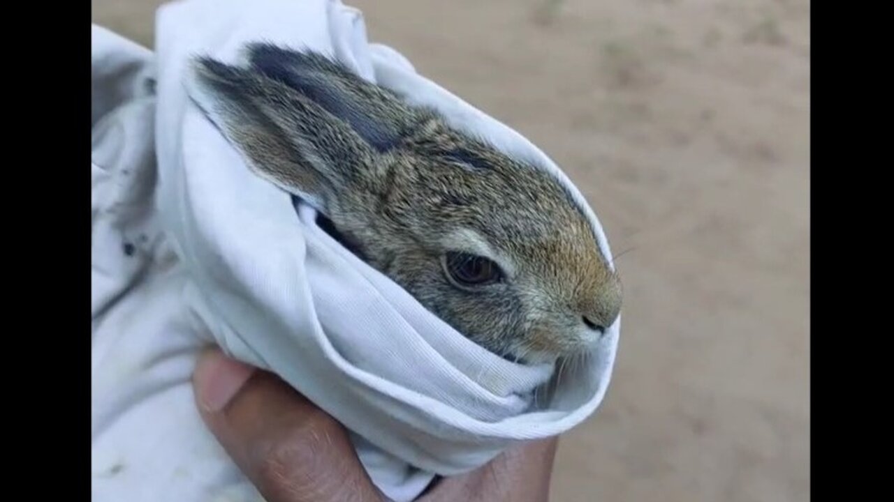 I Found a New Friend 🐰 | Saved This Little Rabbit!