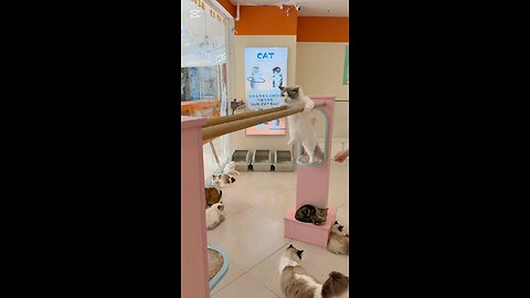 Defying Gravity #Catfitness