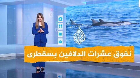 فيديو صادم لنفوق دلافين بسقطرى اليمنية