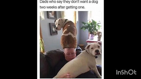 Dads who say they don't want a dog two weeks after getting one.