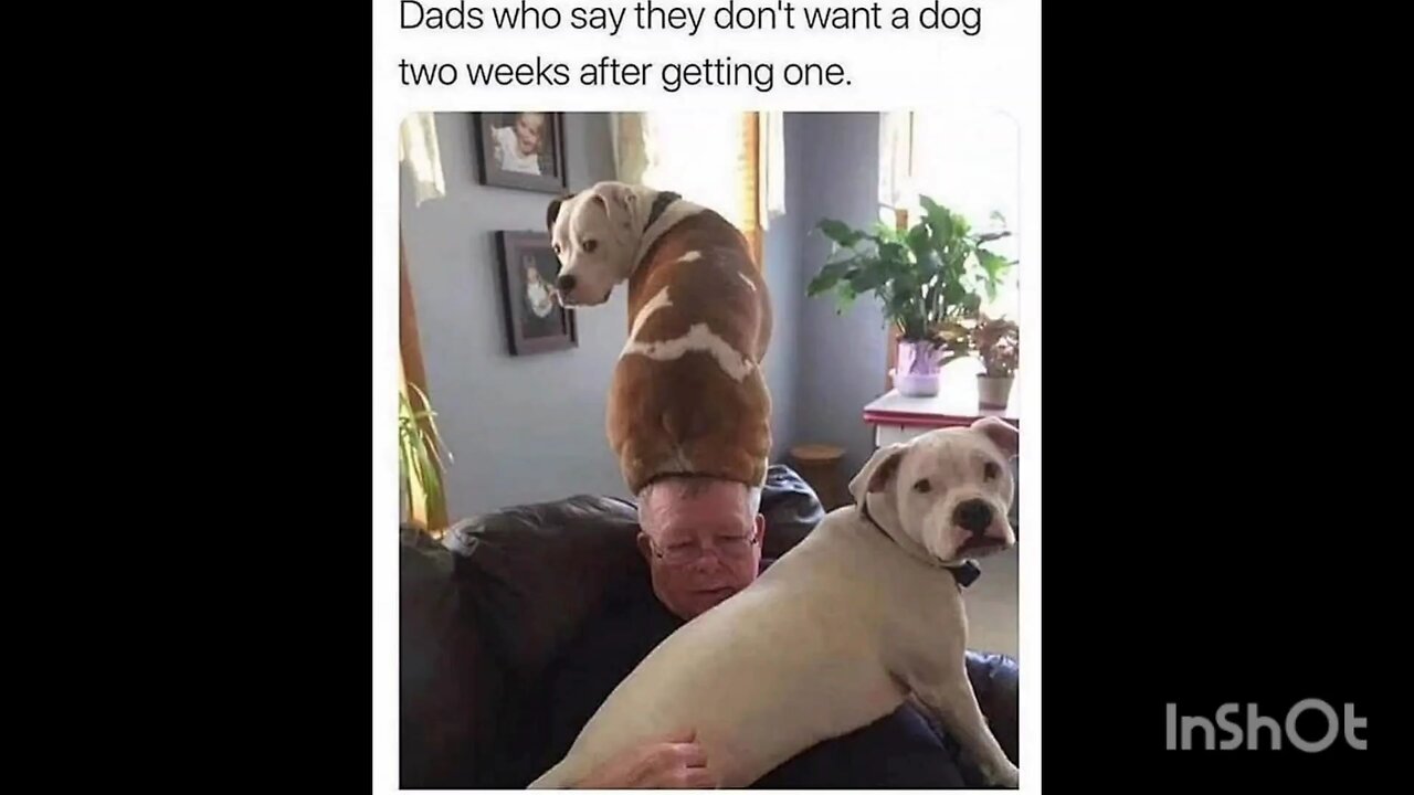 Dads who say they don't want a dog two weeks after getting one.