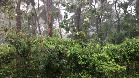 Rain In A Tropical Country