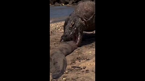 kamodo dragon Eating electric Eel