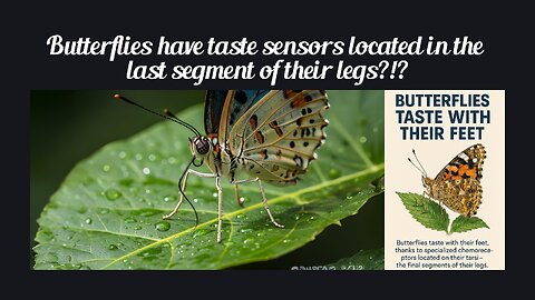 Fun Fact for Aug 23rd 2025 Pt 1