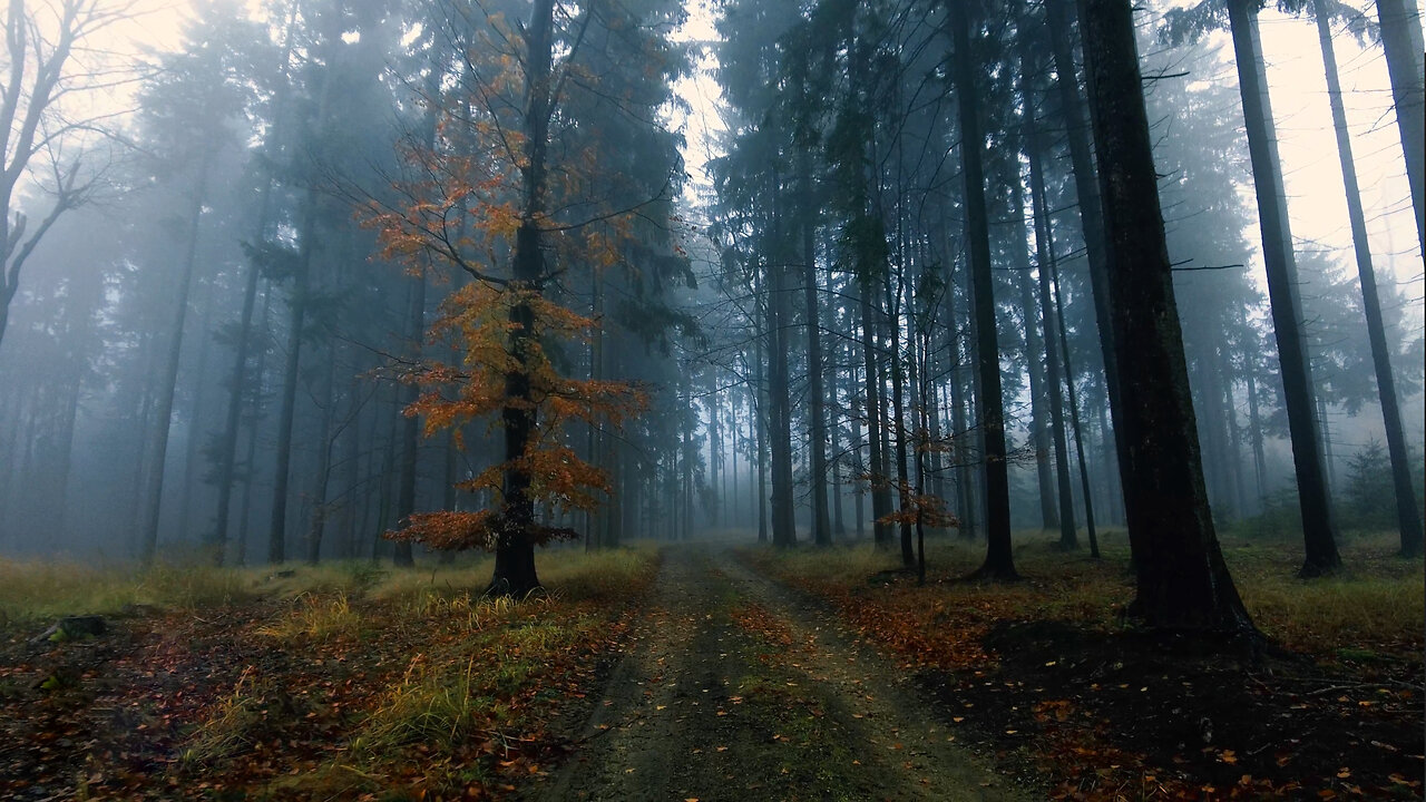 Foggy Forest Hike In The Wild - Nature Sounds