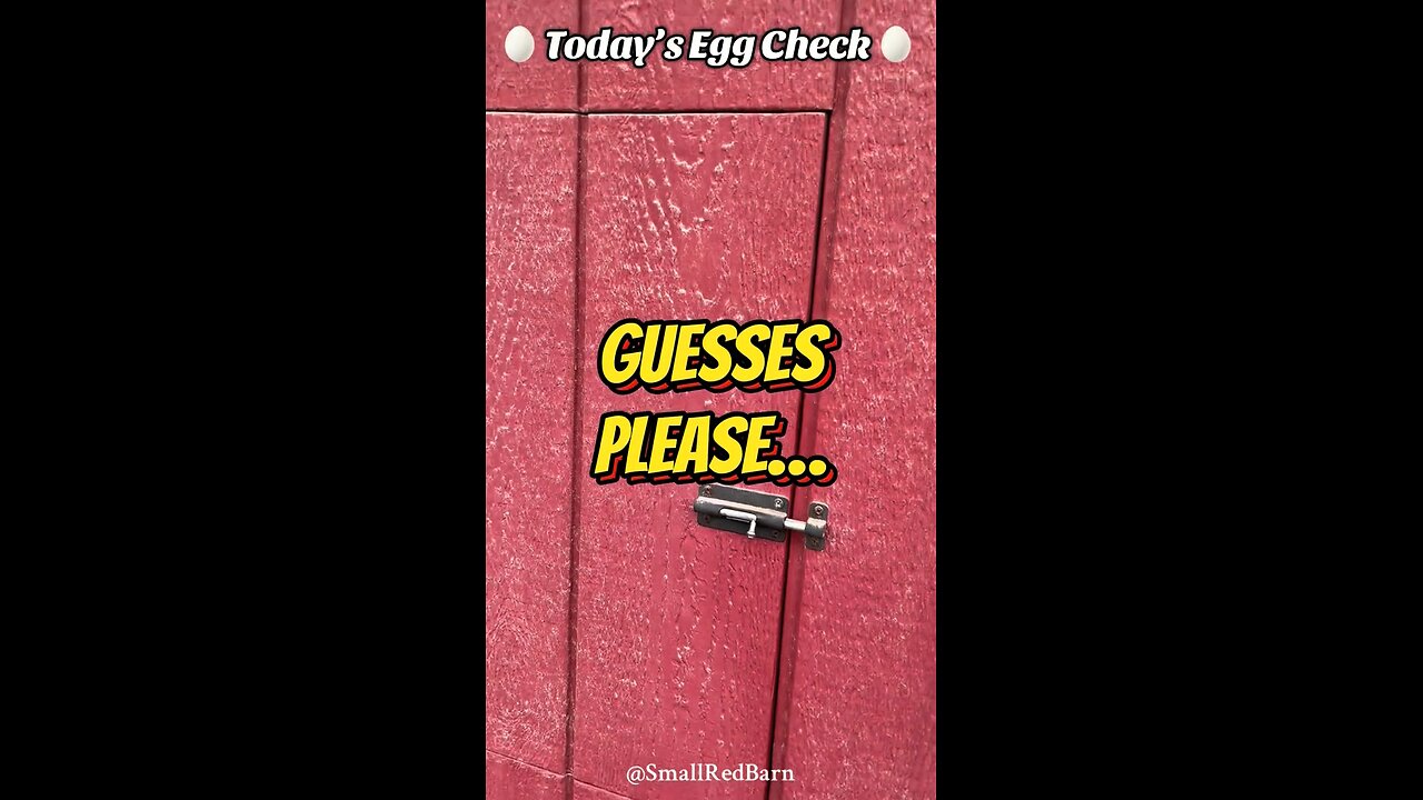 🥚 Today’s Egg Check! 🥚 #shorts