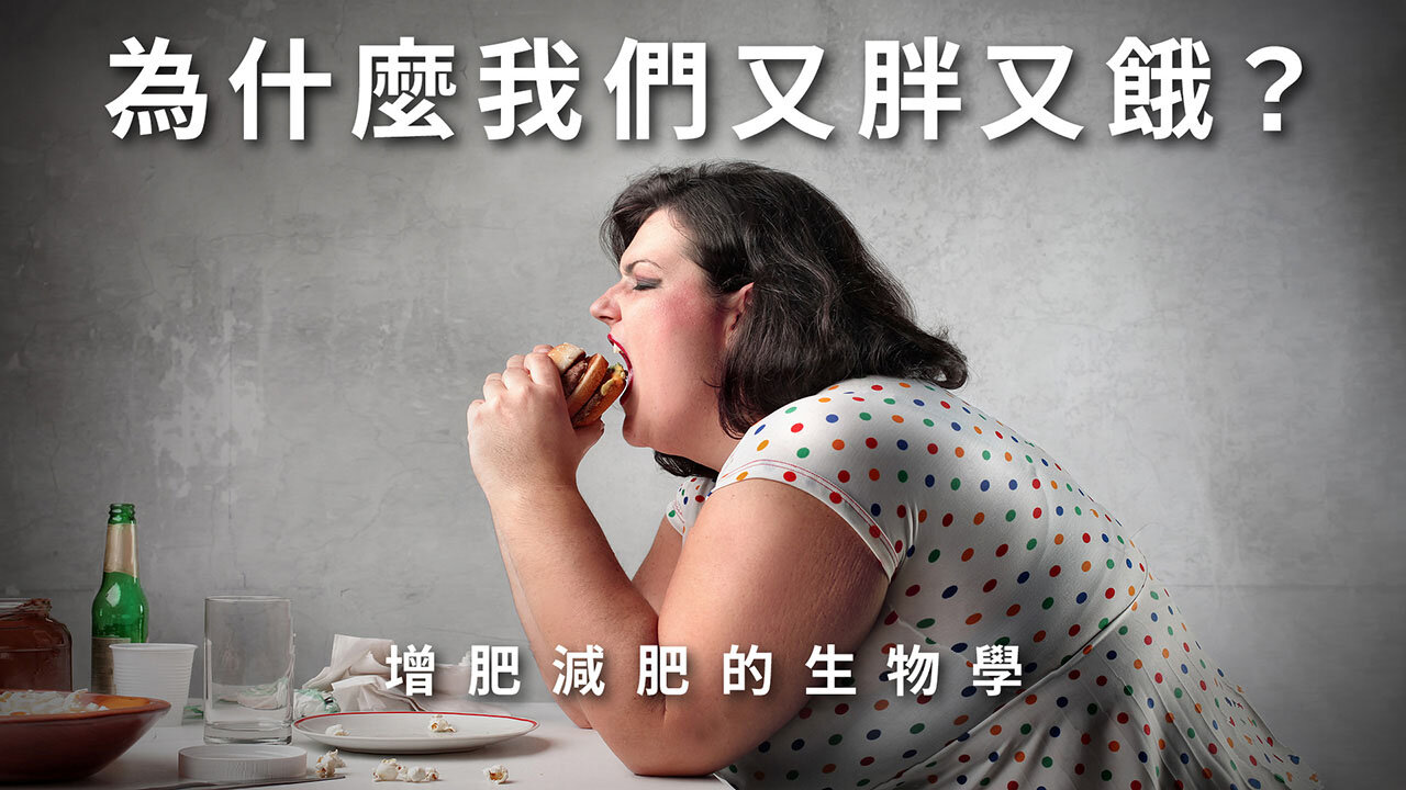 為什麼我們又胖又餓?增肥減肥的生物學