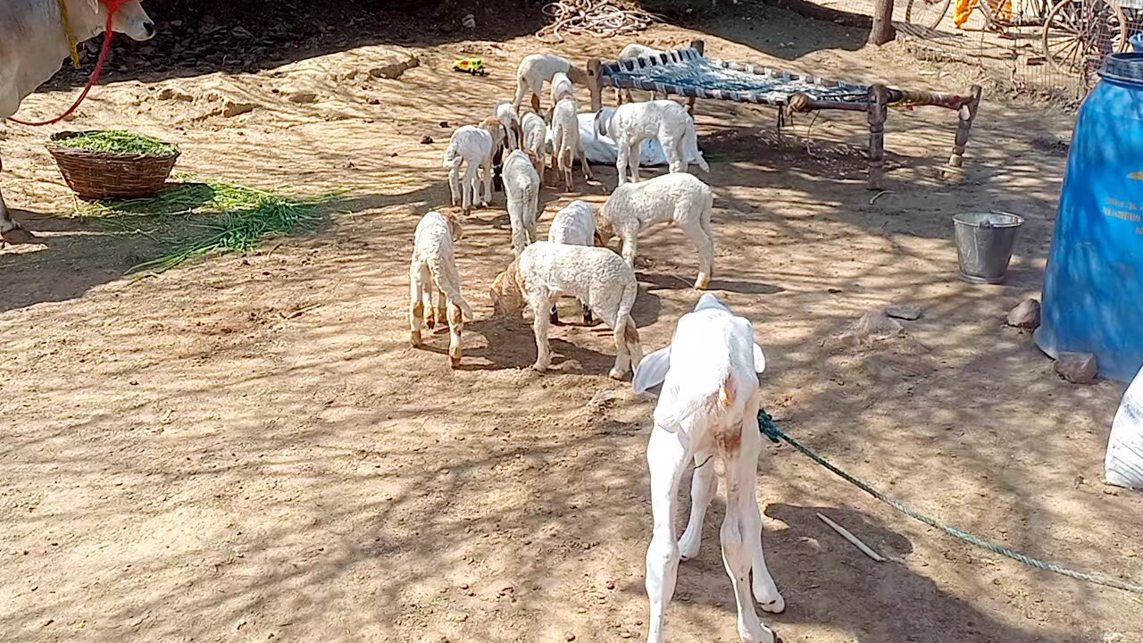 শ্রীগিরীরাজ পাশের গোশালা
