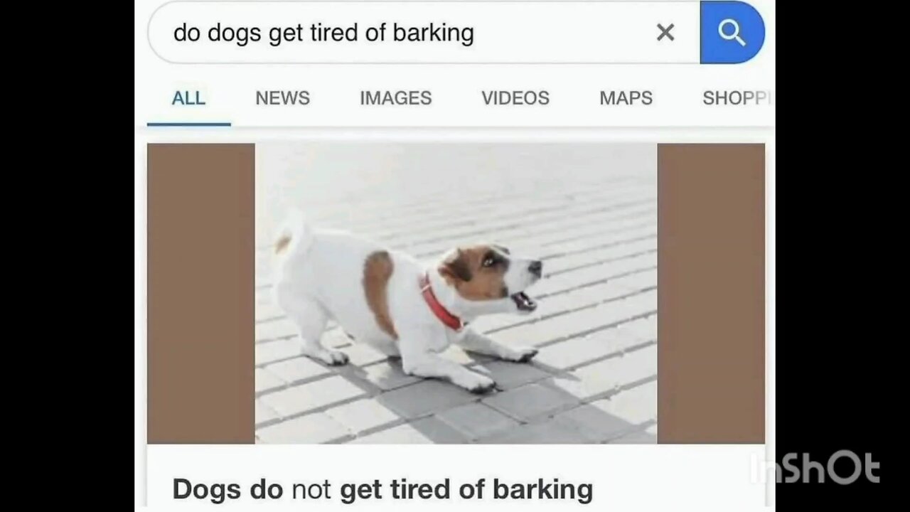 do dogs get tired of barking