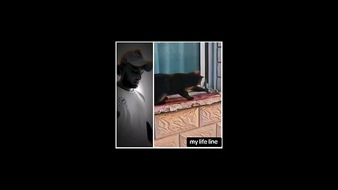 cat vs snake