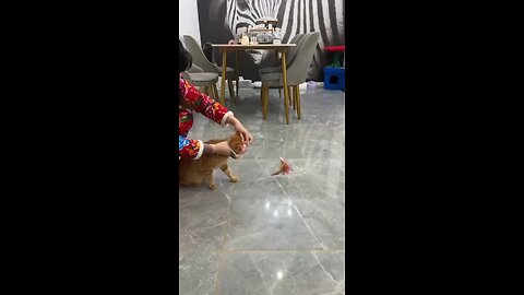 Funny cat