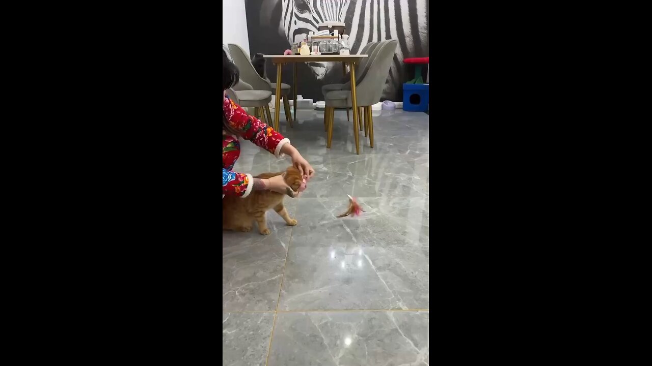 Funny cat