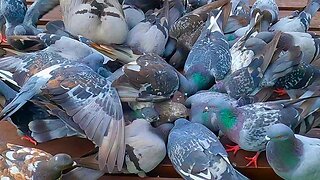 Flock of Moat Pond Pigeons on the Park Tables