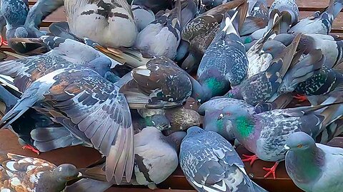 Flock of Moat Pond Pigeons on the Park Tables