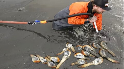 Amazing Giant Net Catch Hundreds Tons of Fish - Fastest Giant Fish Fishing & Processing Skill on sea