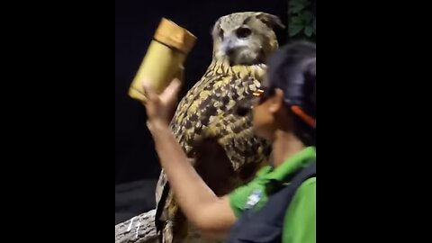 Amazing Owl Moves Its Neck 270° | Nature’s Flexible Hunter