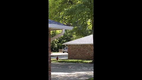 Squirrel invasion.