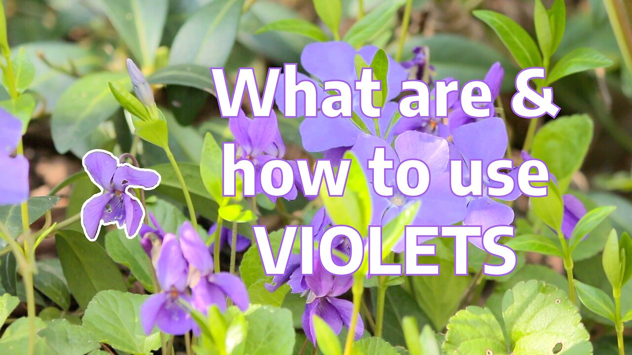 Unlock the Power of Violets: Edible Flowers & Their Fascinating Uses | How to use them in Your Life!