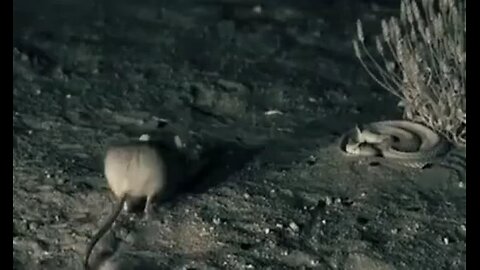 Kangaroo rat vs snake. Funny 😄