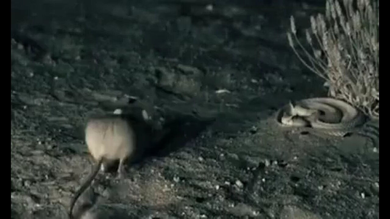 Kangaroo rat vs snake. Funny 😄