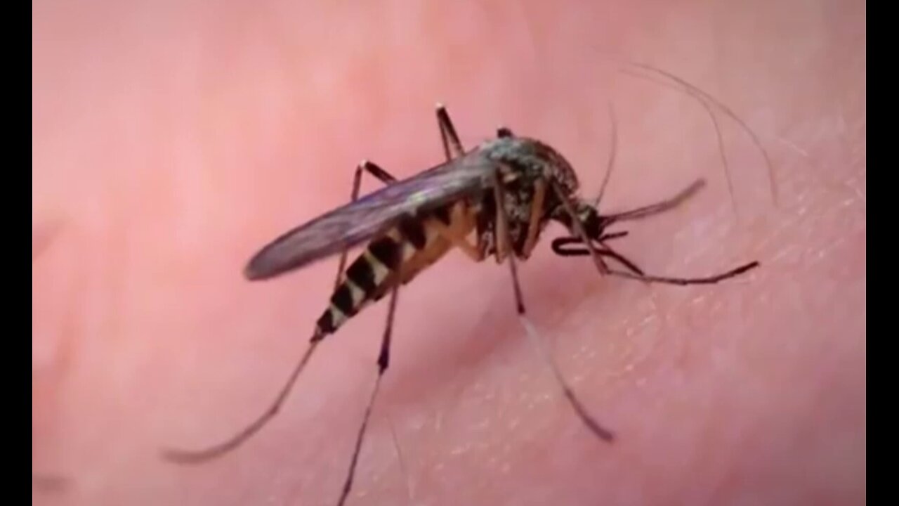 GMO Mosquitoes And Vaccines - MiX by TPQ