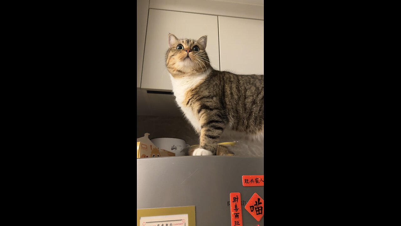 come and have a look! 😸