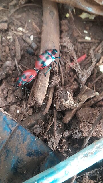 which one is male &female?