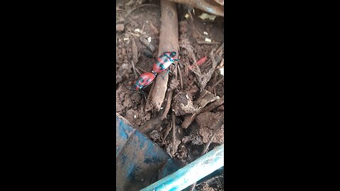 which one is male &female?
