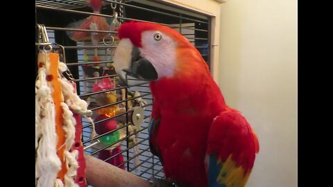 BIRD HEARS HERSELF TALKING & SINGING FOR FIRST TIME FROM OLD RECORDINGS 🦜 👄 😆