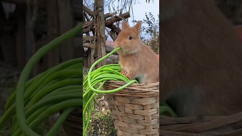 No wonder the little rabbit is so fat and can be eaten so cutely. Rabbit, a cute little pastoral pe